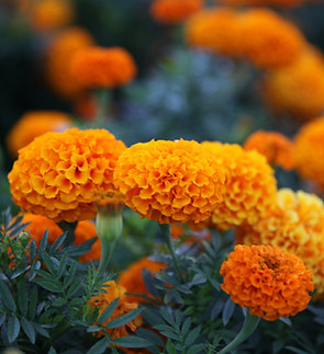 Image by Julia Kwiek