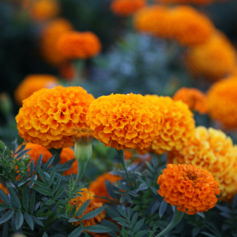 HOW TO: Harvest Marigold Seeds
