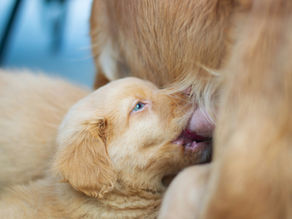 Cómo comprar un cachorro a distancia sin caer en estafas