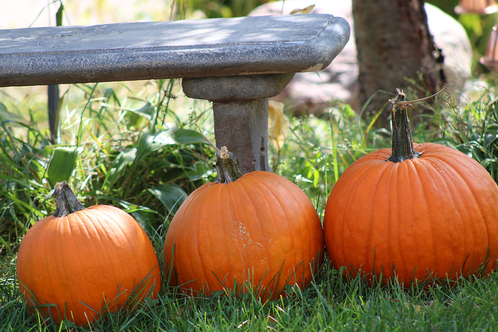 Three orange pumpkins sit on green grass beneath a stone bench in a sunny garden. Shadows create a calm, autumnal mood.