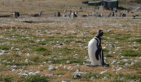 Punta Arenas