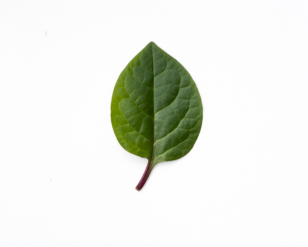 The "ea" Sound in "Leaf"