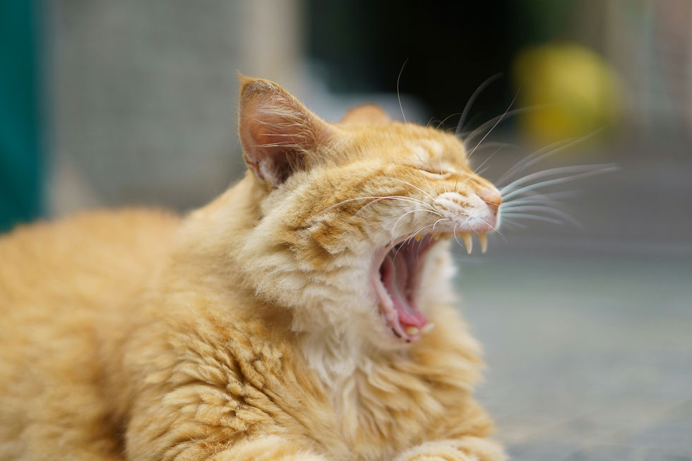 Vomiting in Cats: Why it happens, what to do, when it's dangerous?