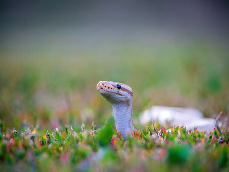 Snake moving through grass