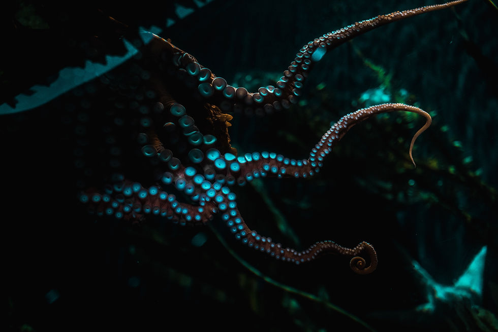 Image by Yaselyn Perez