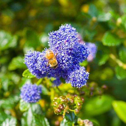 Ceanothus Yankee Point Species Best Los Angeles Besanti Natives Certified California Native Landscaping in Los Angeles