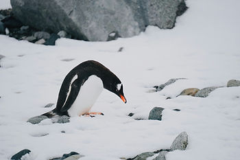 Penguin standing on snowy ground, head bowed, surrounded by rocks. Gray stone backdrop, creating a calm, cold atmosphere.