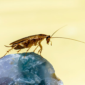 Image by Erik Karits