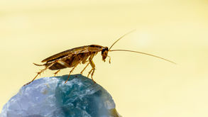 Close-up of a cockroach perched on a blue crystal rock against a soft yellow background. The insect's antennae are prominently displayed.