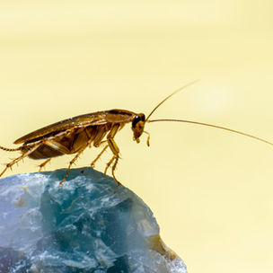 ILLEGAL COCKROACH SEIZURE TRIGGERS BIOSECURITY WARNING