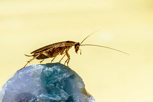 Image by Erik Karits