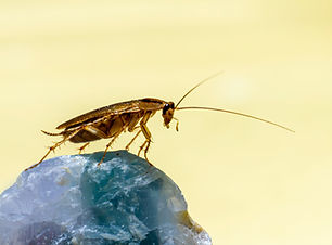 Image by Erik Karits