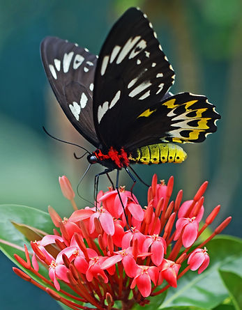 Image by David Clode