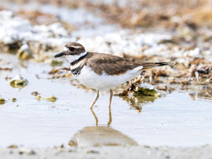 Killdeer Encounter