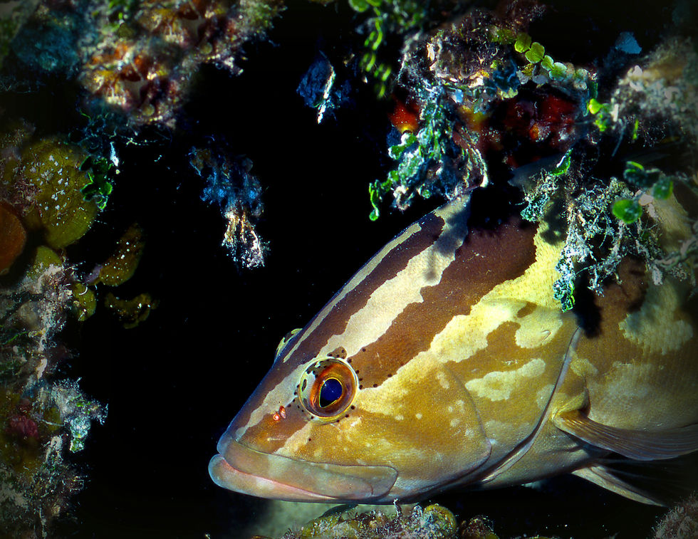 Changing Seas & Our Fish: A Conversation with Fishers