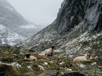 sheep in winter