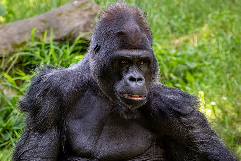 Mountain Gorilla In Grass