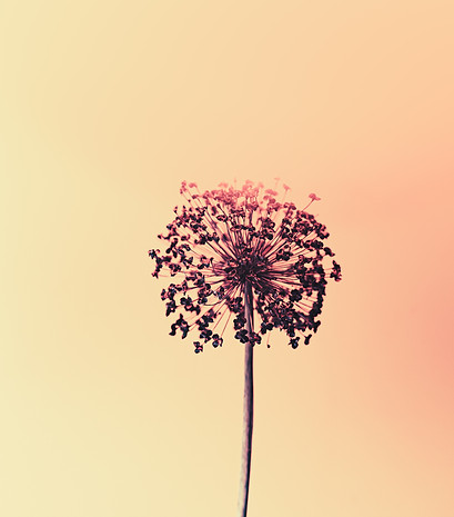 Image by Marek Piwnicki