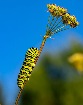 Green and black striped caterpillar on a plant stem against a clear blue sky. The background shows blurred greenery, creating a serene mood.
