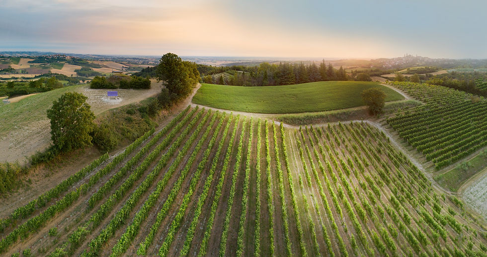 Sunset over a lush vineyard in the Monferrato region (Piedmont), with rows of green vines stretching across rolling hills. A purple sign stands on a hill, trees scattered throughout.