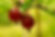 Gooseberry Bush