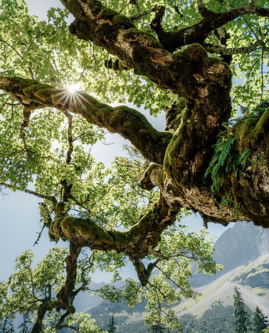 Image by Daniel Seßler