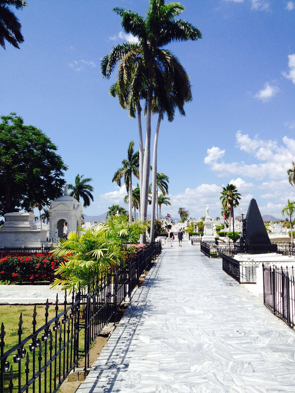 A beautiful walkway lined with palm trees on a sunny day in the Caribbean