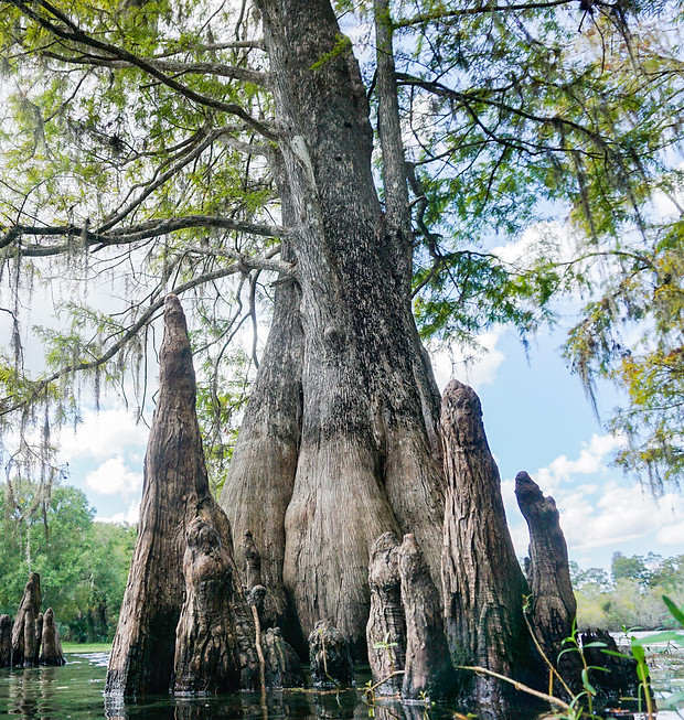 Image by The Tampa Bay Estuary Program