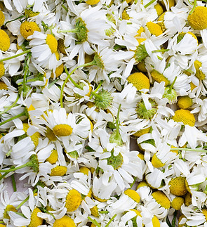 Image by Monika Grabkowska