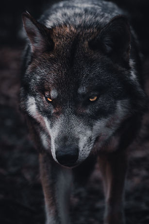 Image by Chris Ensminger