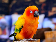 animal communication session, telepathic communication with pets, professional animal communicator, spiritual connection with