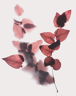 Image by Evie S.