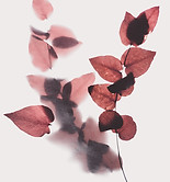 Image by Evie S.