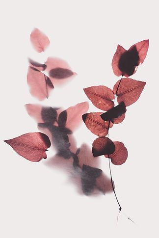 Image by Evie S.