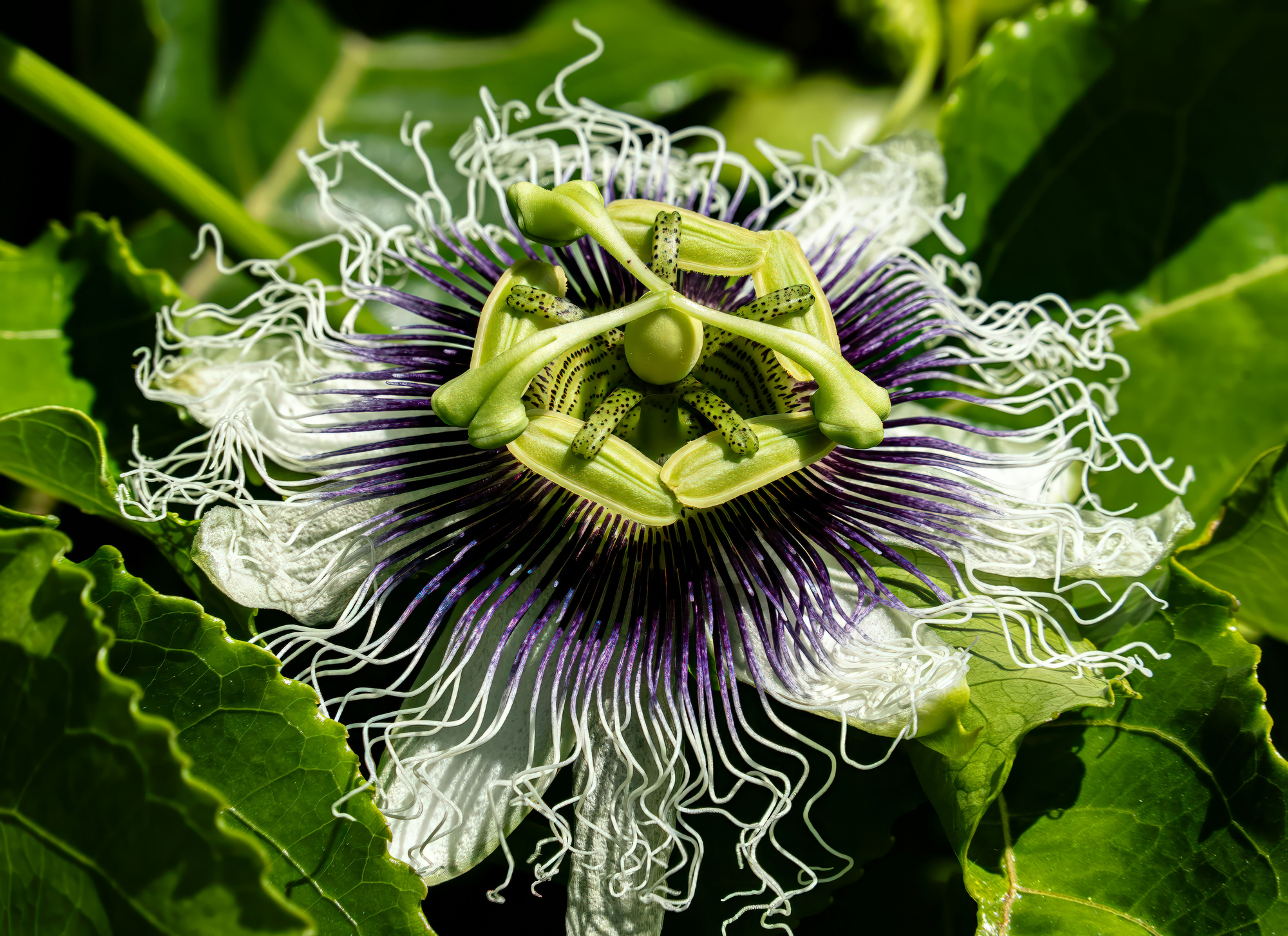 Close-up of passion flower with intricate petals and green foliage background.
