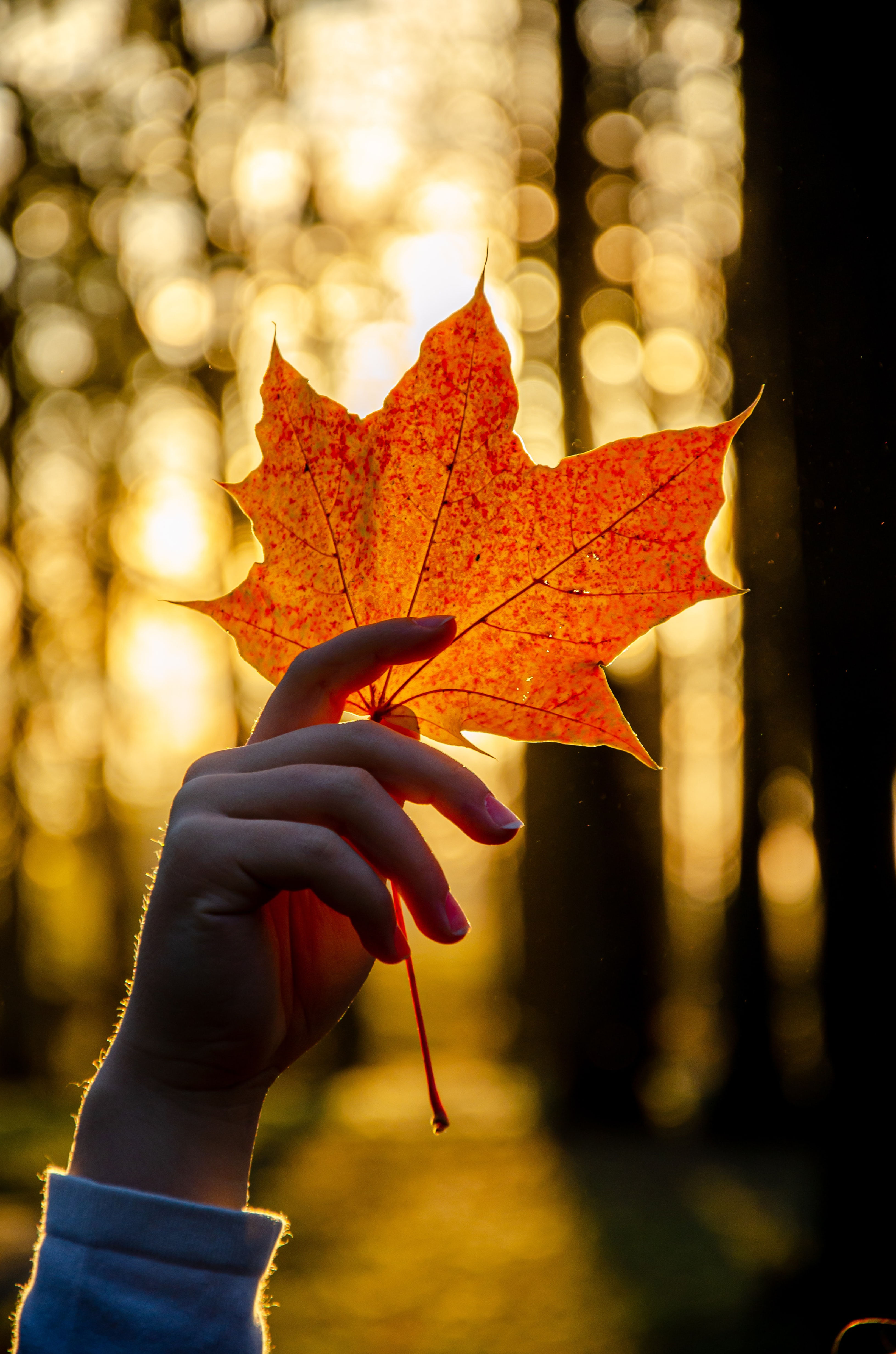 Imbolc Seasonal Yoga Practice