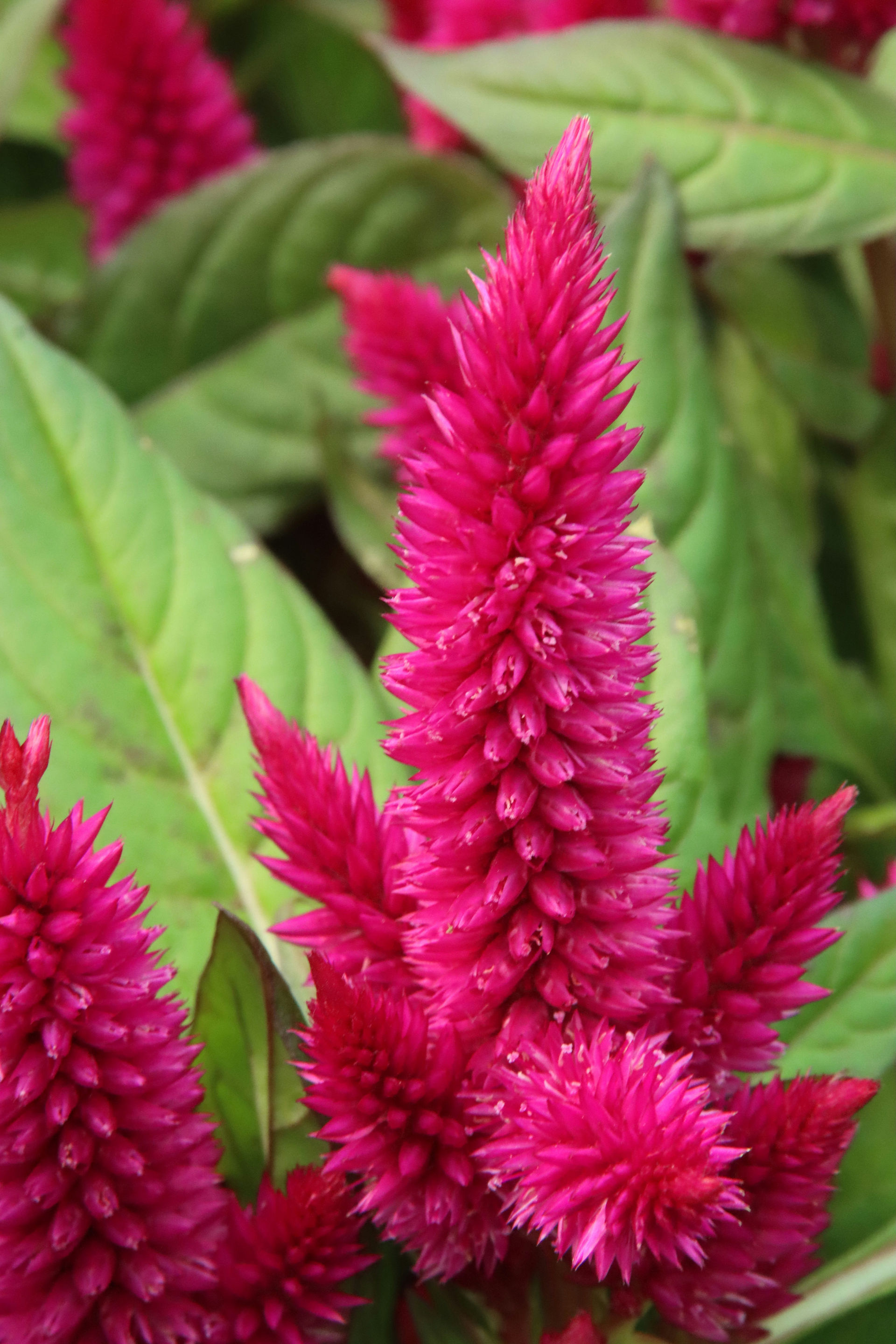 Celosia