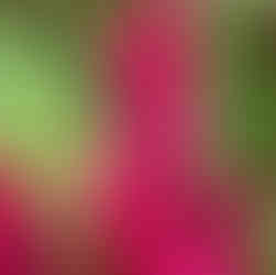 Celosia