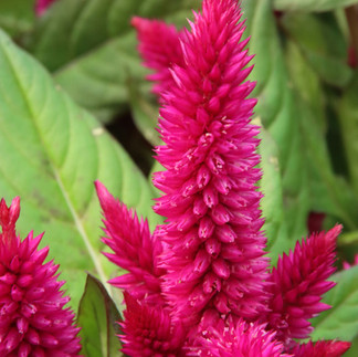 Celosia