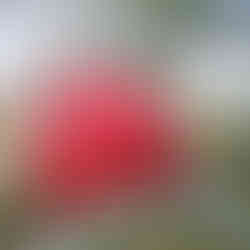 Planter les derniers bulbes de printemps