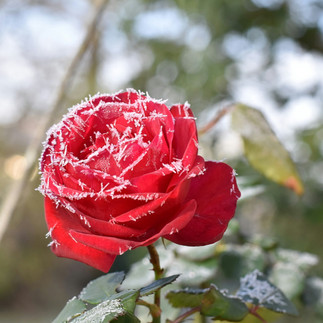 Planter les derniers bulbes de printemps