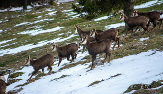 Observation de cerfs et sangliers lors d’un safari nature dans le Jura
