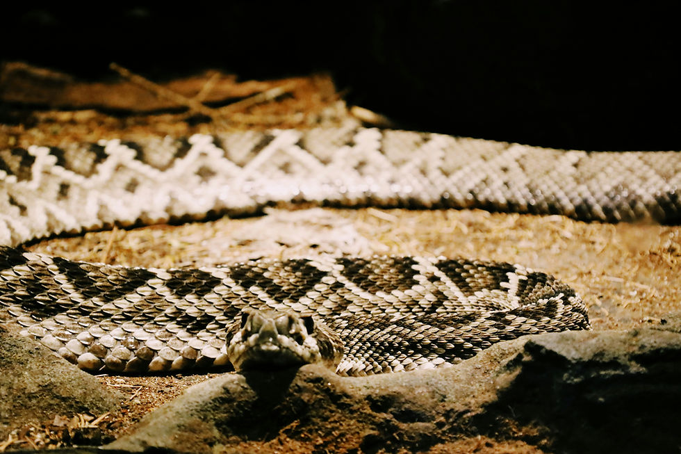 Eastern Diamondback Rattle Snake whose venom is used in medical research