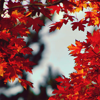 赤や黄に色づいた紅葉が木の枝いっぱいに広がり、青空を背景に日差しで鮮やかに輝く秋の風景