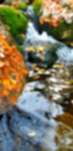 Welcoming Fall w/ Letting Go