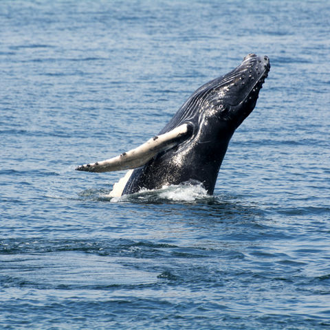 Whale Watching Colombia