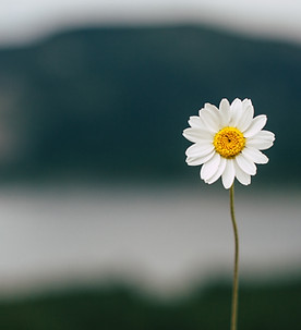 Image by Berkan Küçükgül