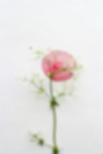 Image by Katrin Hauf