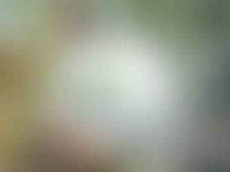 Lime is environmentally friendly - Gladstone Pointing Limited carbon statement