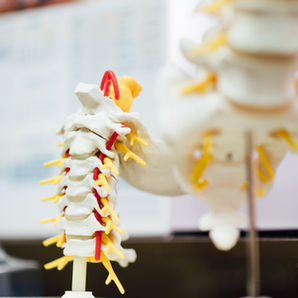 Model spine in a lab setting | Takes One to Write One